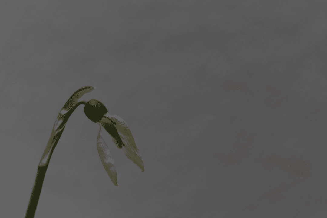 IMG_0168.png