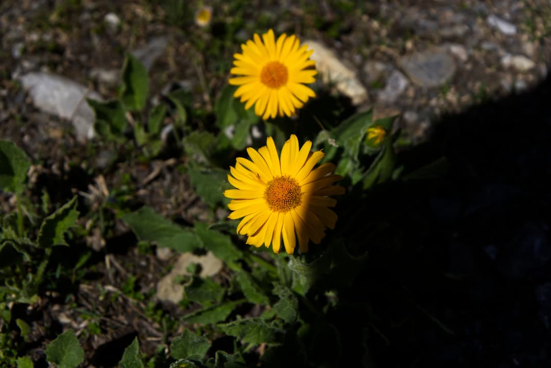 _MG_0447.jpg
