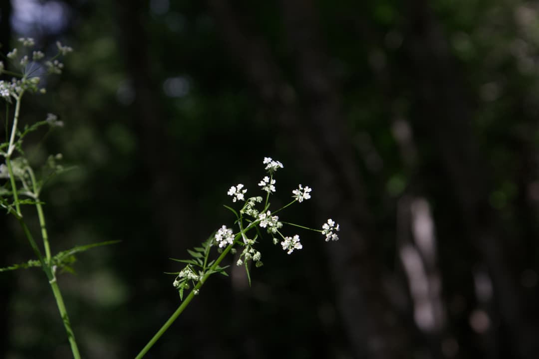 _MG_0674.jpg