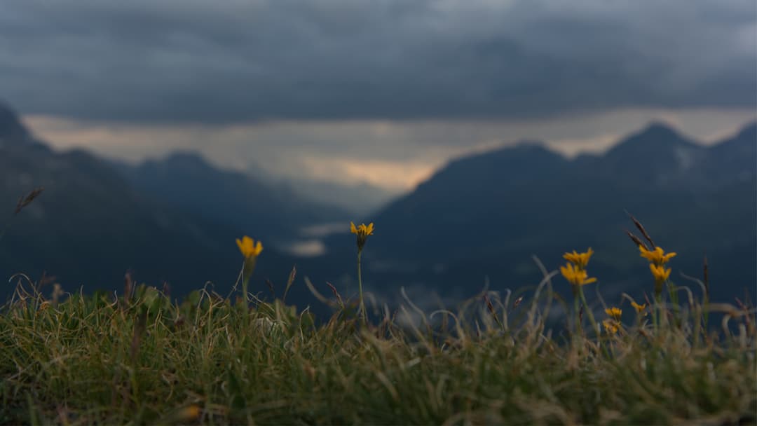 _MG_0691.jpg