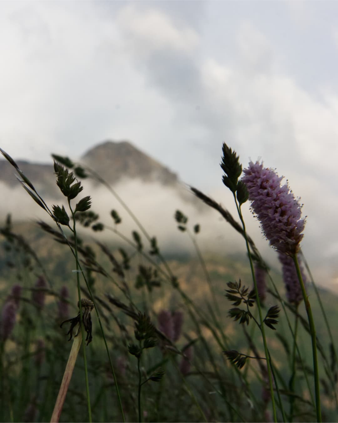 _MG_0740.jpg