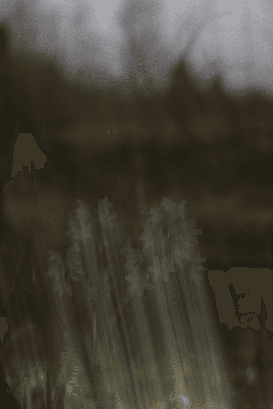 _MG_9561.png