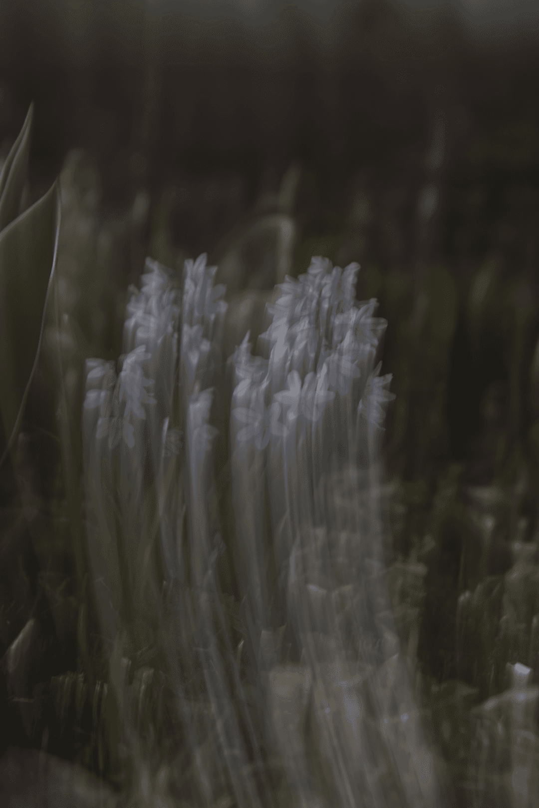_MG_9562.png